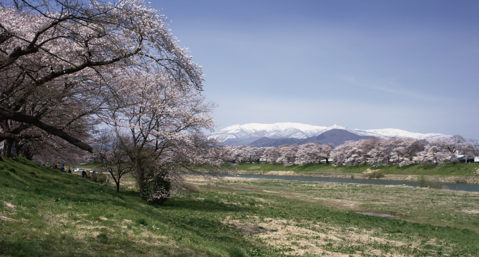白石川堤の一目千本桜と冠雪の蔵王連山
