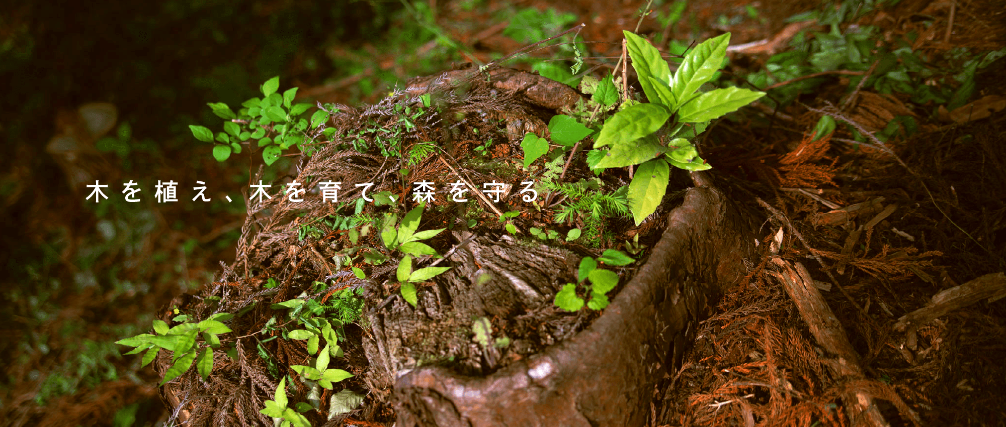 木を植え、木を育て、森を守る