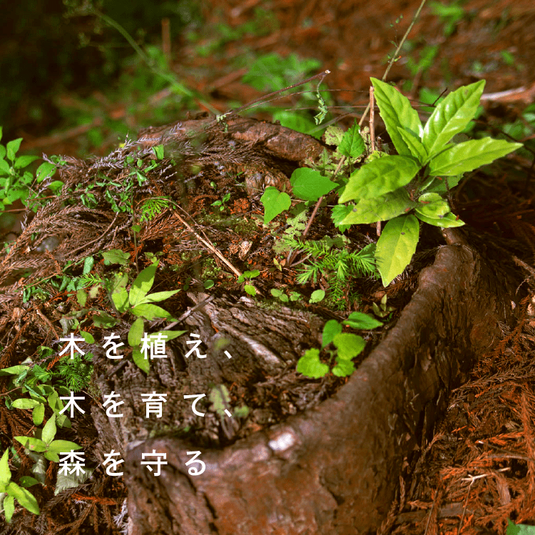 木を植え、木を育て、森を守る